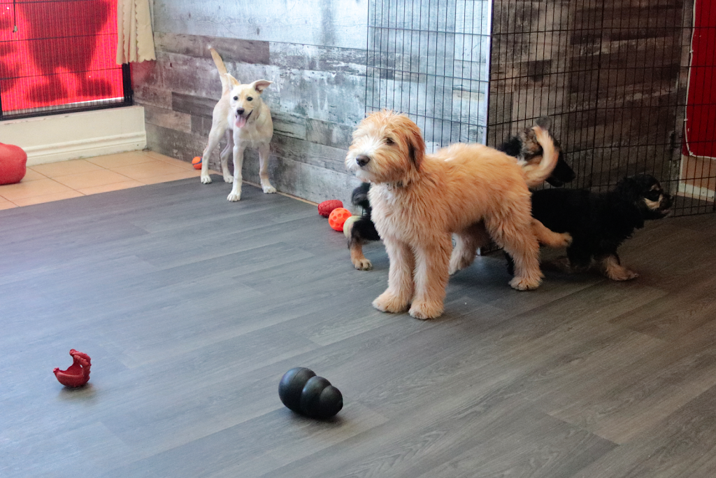 École d’Obéissance Canine du Saguenay | 2885 Bd du Royaume, Jonquière, QC G7X 7V3, Canada | Phone: (418) 550-5524