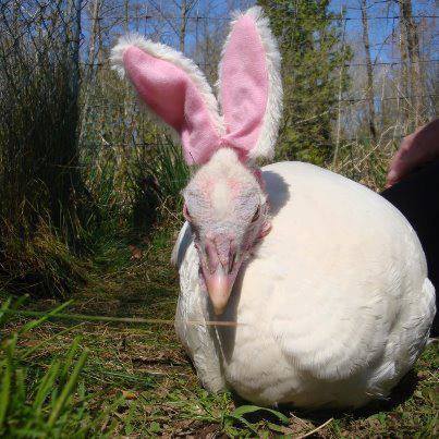Portal Way Farm And Garden | 6100 Portal Way, Ferndale, WA 98248, USA | Phone: (360) 384-3688