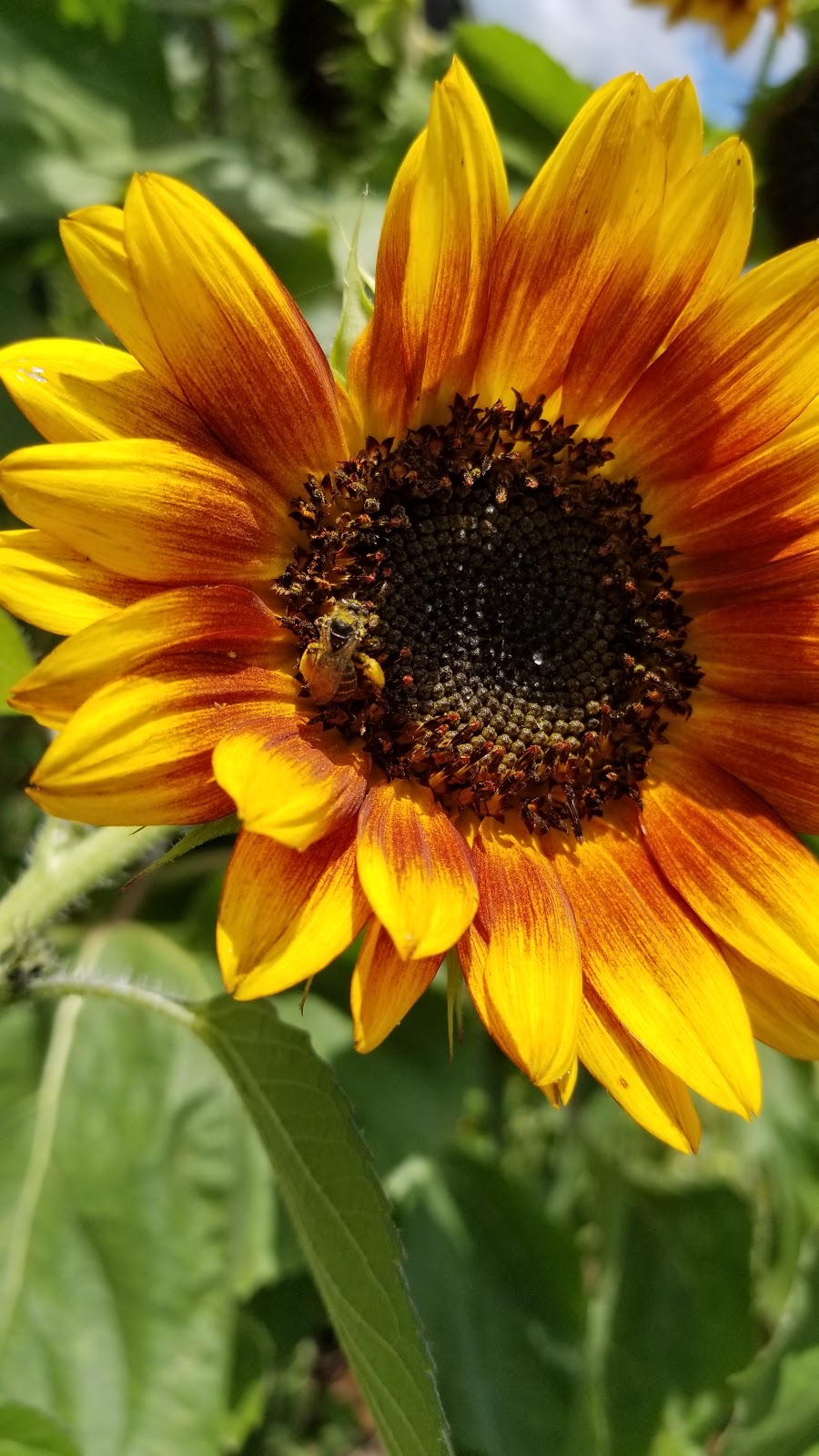 Le Beau Bees | 3143 Hwy 7 RR1, Reaboro, ON K0L 2X0, Canada | Phone: (514) 561-2503