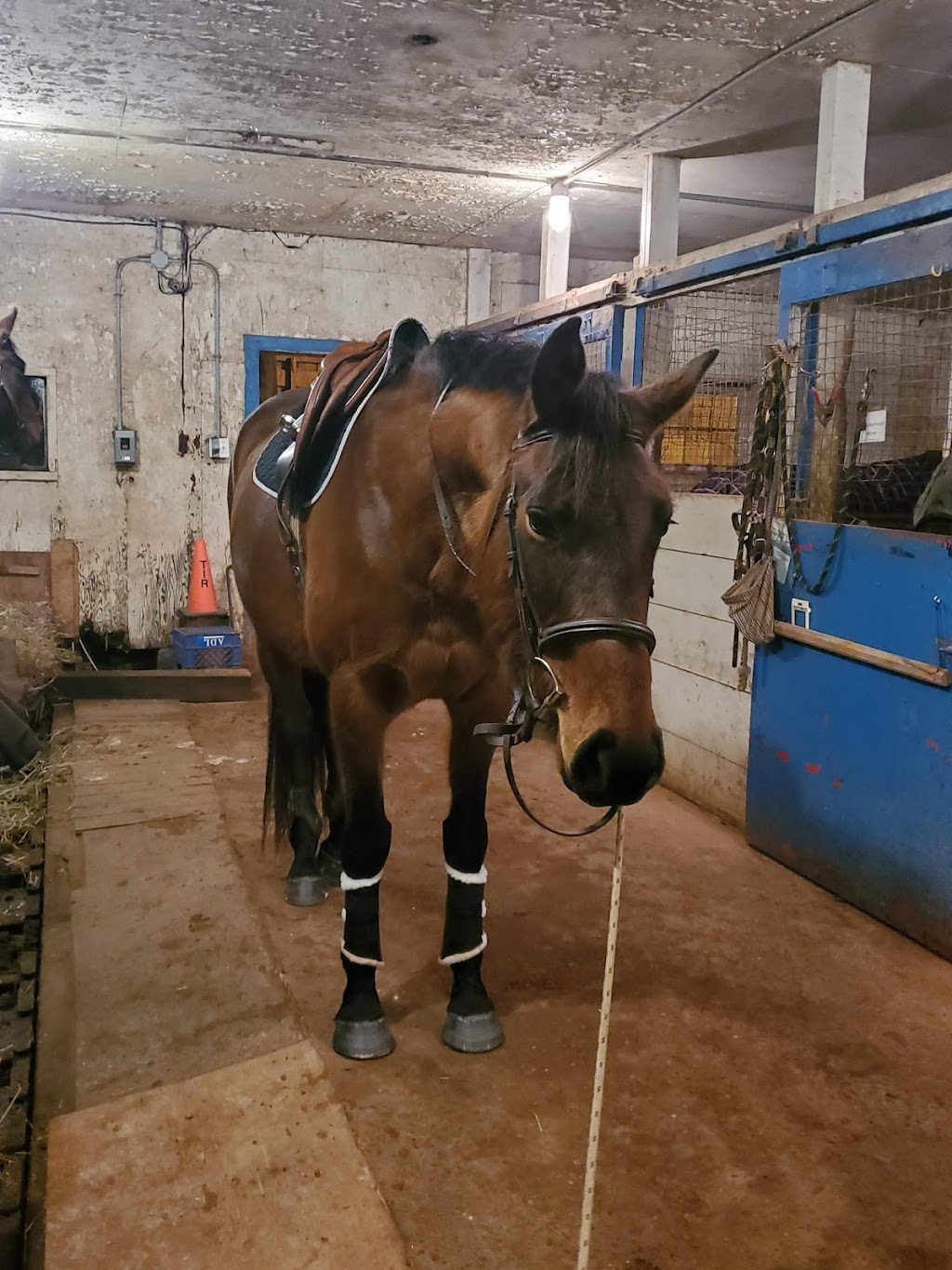 Anchor Equestrian | 18399 PE-2, North Wiltshire, PE C0A 1Y0, Canada | Phone: (306) 460-0063