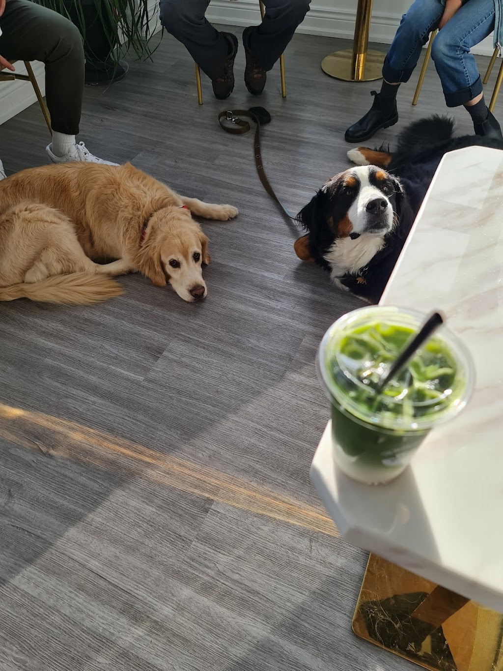 The Bernese Barista | 6 Nipigon Ave, Markham, ON L6C 1N7, Canada | Phone: (905) 927-9555