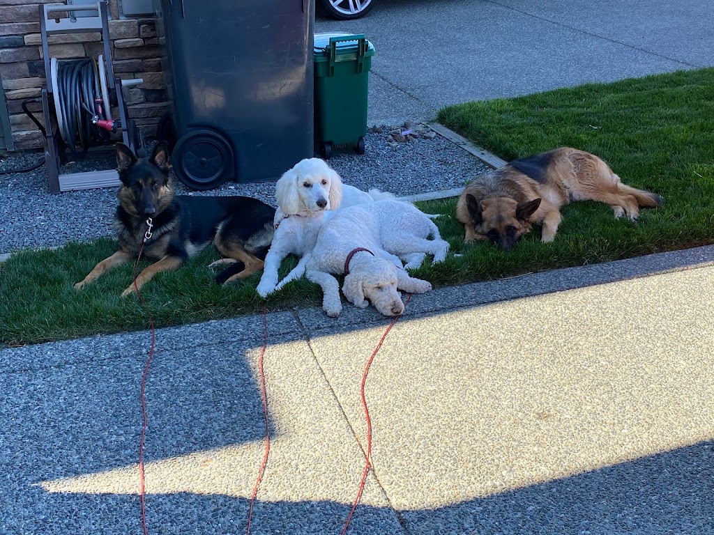 Complete K9 | 2618 Treit Rd, Shawnigan Lake, BC V0R 2W2, Canada | Phone: (604) 308-7573
