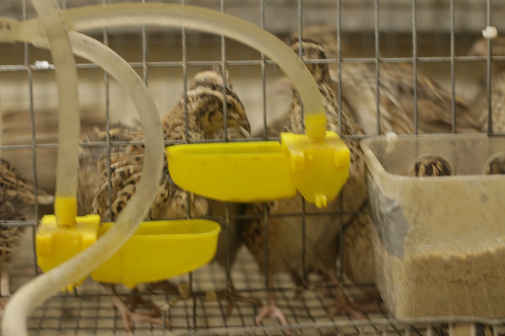 Ontario Quail Farm | 1417 Vances Side Rd, Woodlawn, ON K0A 3M0, Canada | Phone: (416) 669-2111
