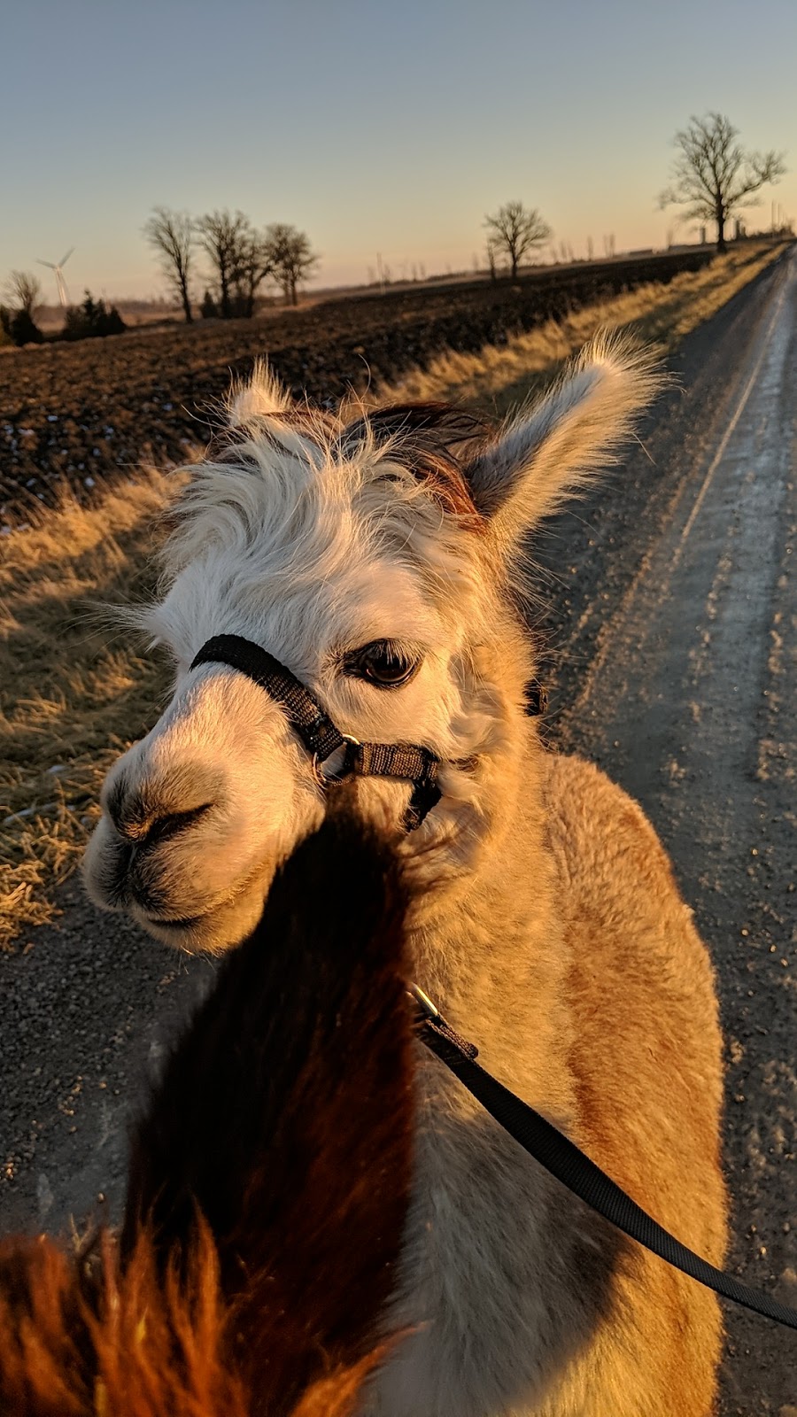 S.A.M.Y.s Alpaca Farm & Fibre Studio | 2432 Cuddy Dr, Kerwood, ON N0M 2B0, Canada | Phone: (226) 678-2649