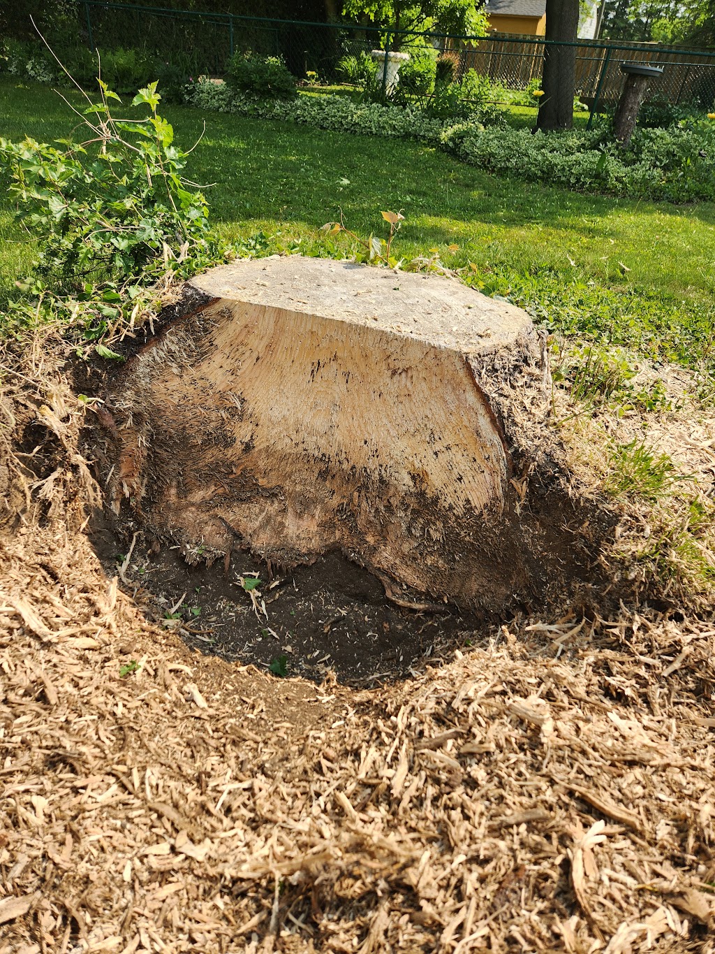 Stump Grizzly | Foxborough Pl, Thorndale, ON N0M 2P0, Canada | Phone: (226) 921-8619