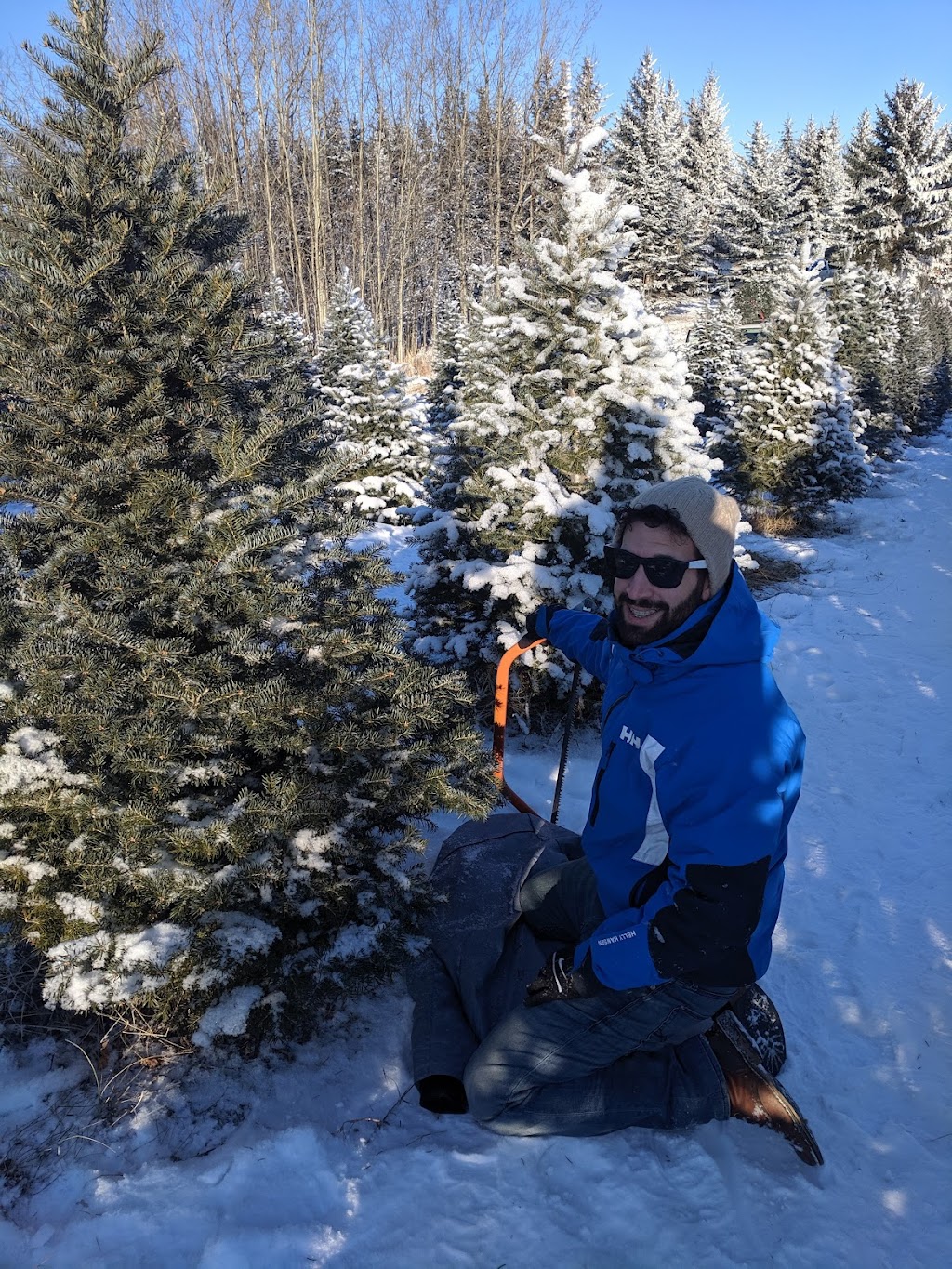Fir Ever Green Tree Farm | Range Rd 272, Falun, AB T0C 1H0, Canada | Phone: (780) 352-4368