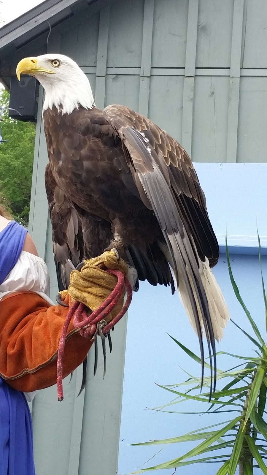 Hawk Creek Wildlife Center | 1963 Mill Rd, East Aurora, NY 14052, USA | Phone: (716) 652-8646