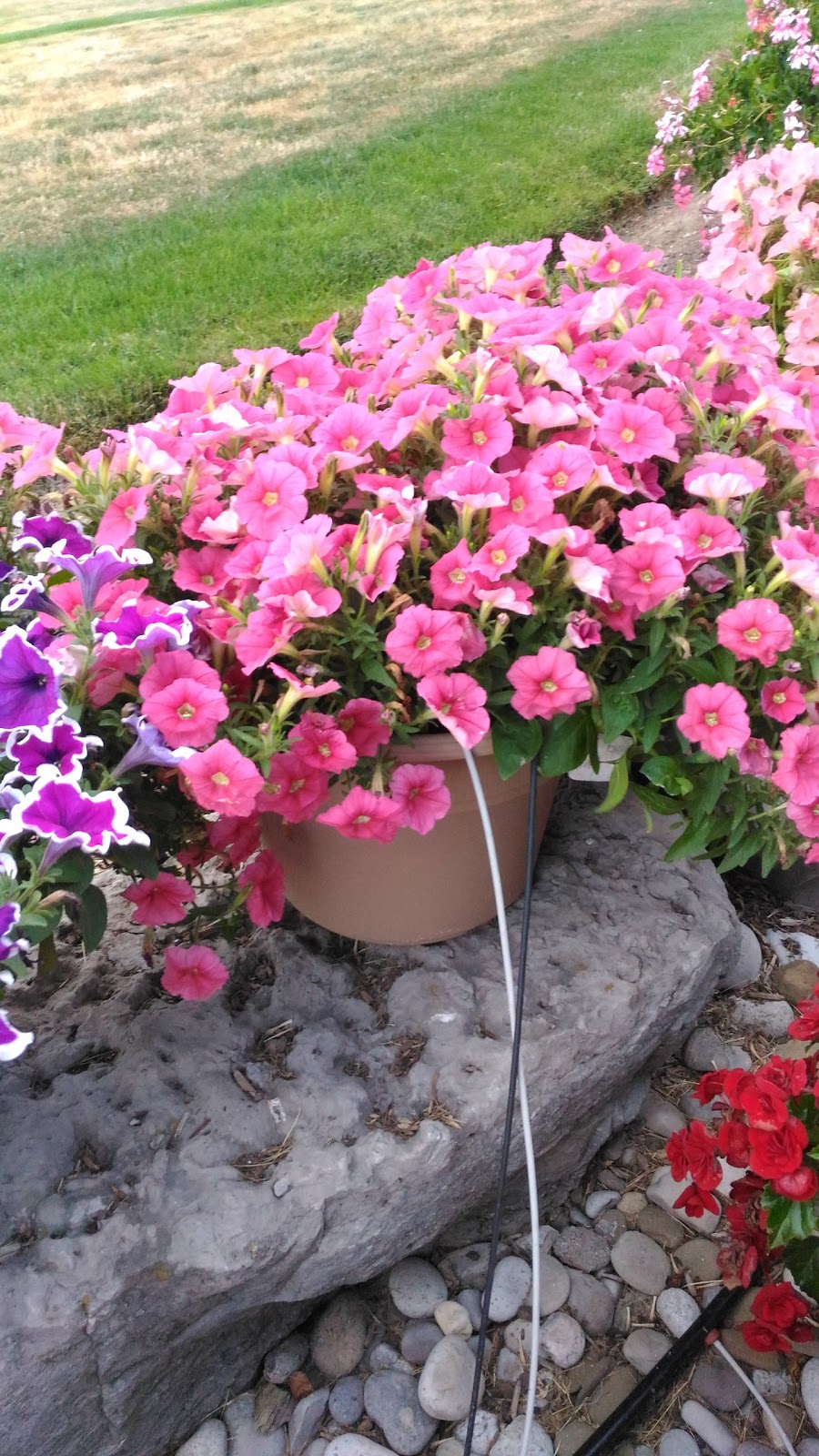 Linwell Gardens Ltd | 5280 S Service Rd, Beamsville, ON L0R 1B3, Canada | Phone: (905) 563-6383