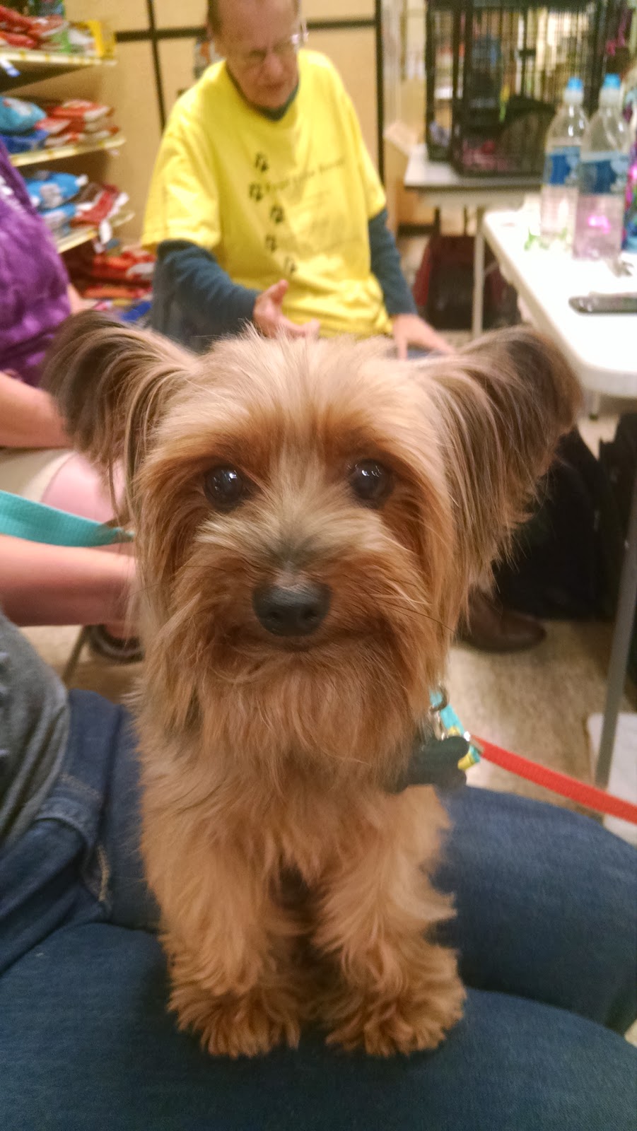 PetSmart | 51347 Gratiot Ave, Chesterfield Township, MI 48051, USA | Phone: (586) 949-3026