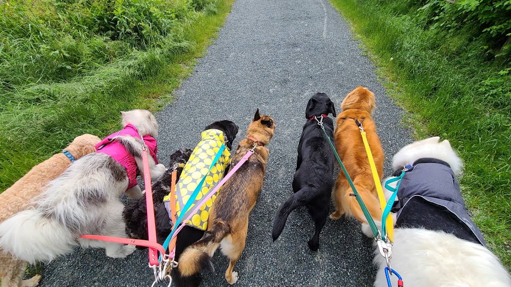 Dog Days Dog Walking | Crescent Rd, Surrey, BC V4A 5R7, Canada | Phone: (506) 470-8856