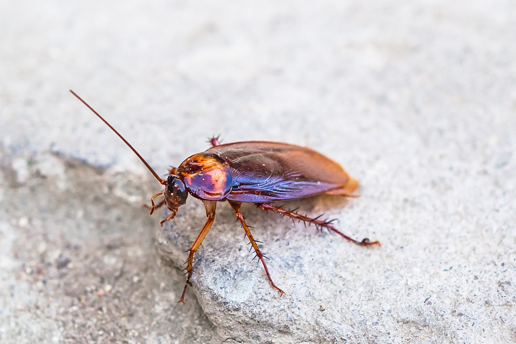 Pest Kings Wildlife & Pest Control Alliston | 140 Victoria St E, Alliston, ON L9R 1K6, Canada | Phone: (647) 988-5034