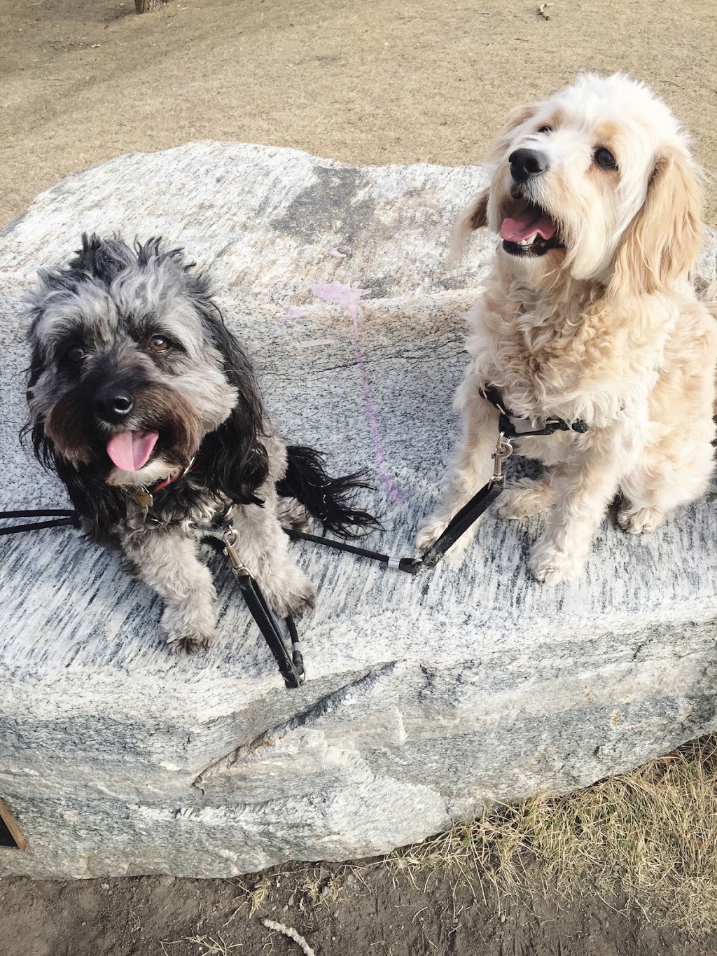 Cambrian Animal Hospital Ltd | 765 Northmount Dr NW, Calgary, AB T2L 0A1, Canada | Phone: (403) 457-3911