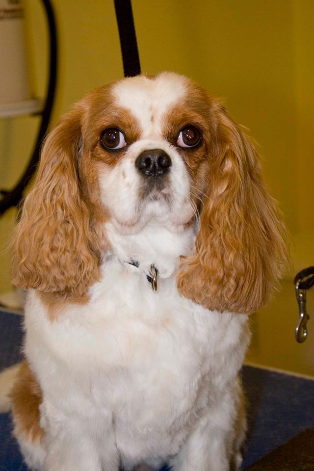 Mini Mutts Pet Grooming | 348 Holden Rd, Roblin, ON K0K 2W0, Canada | Phone: (613) 601-7833