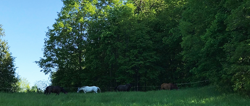 Jamesview Farm | 1823 Read Rd, Shannonville, ON K0K 3A0, Canada | Phone: (705) 957-7607