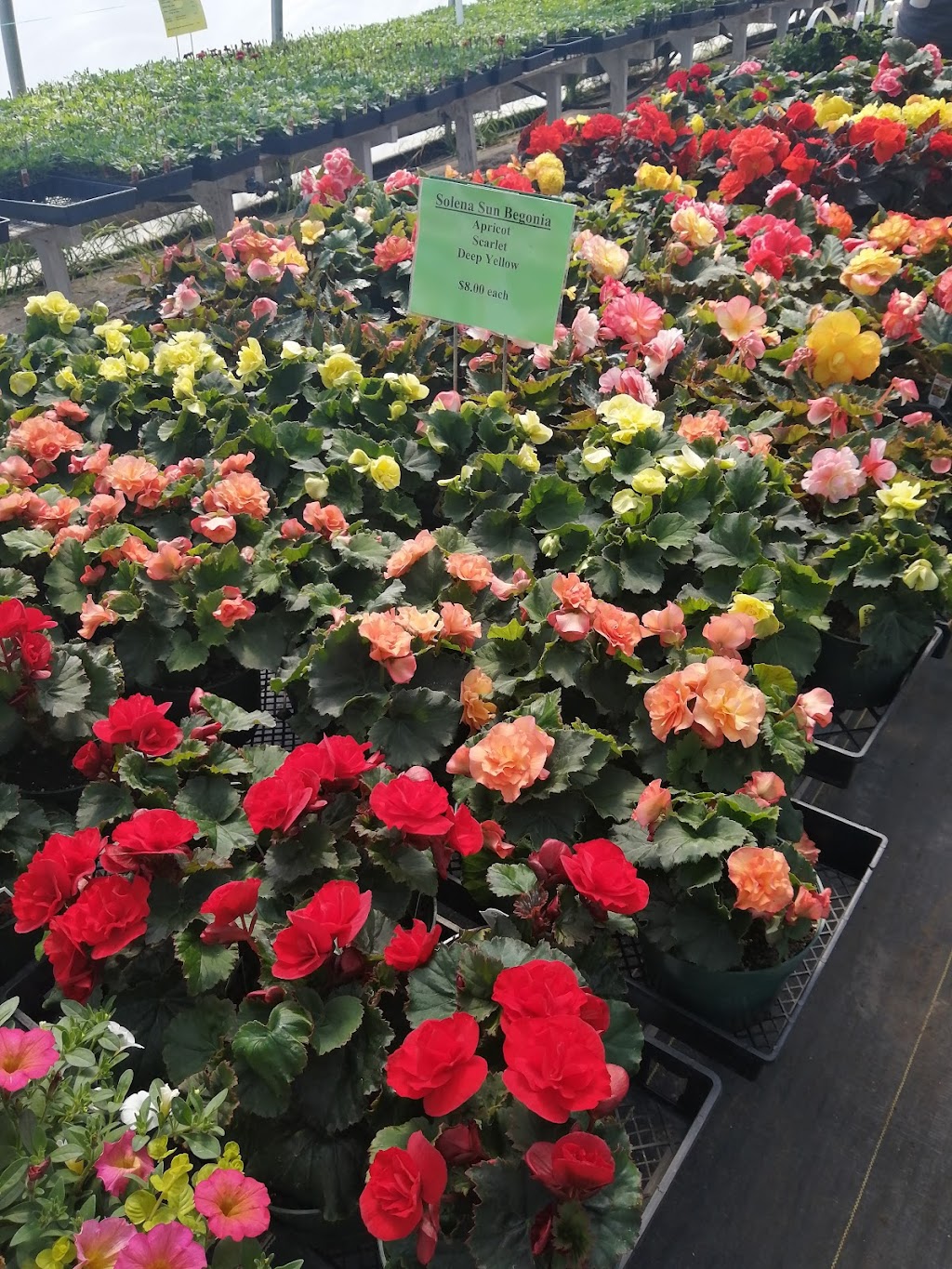 Howes Greenhouse | 38577 RG RD #153, Halkirk, AB T0C 1M0, Canada | Phone: (403) 741-6188