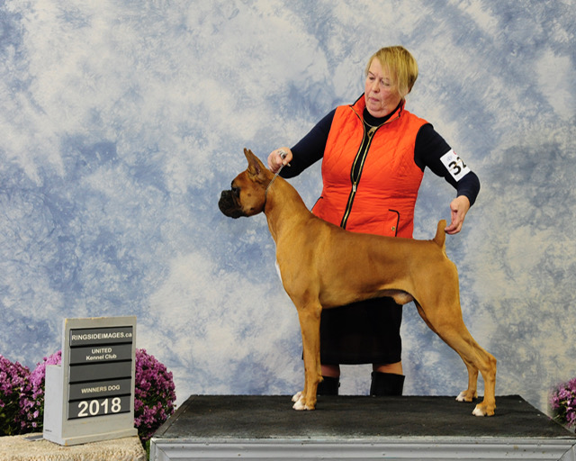 A Pooch Parlour Pet Groomers | 451 Windmill Rd, Dartmouth, NS B3A 1J9, Canada | Phone: (902) 463-5959