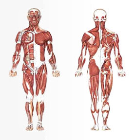Proactive Physiotherapy Clinic | 2275 Britannia Rd W #8, Mississauga, ON L5M 2G6, Canada | Phone: (905) 821-4444