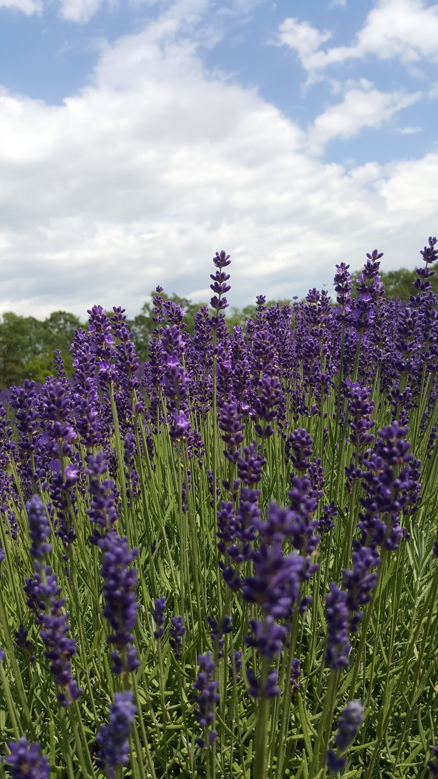 Laveanne | 8667 Gilmour Rd, Campbellcroft, ON L0A 1B0, Canada | Phone: (705) 201-1545