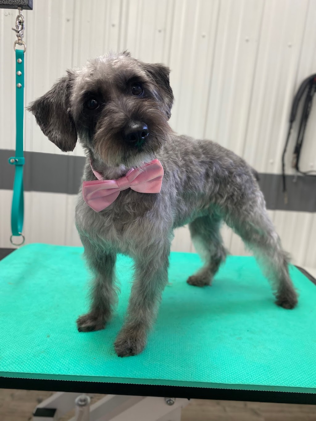 Dirty Dog Grooming Salon | 126 Bow Meadows Crescent, Canmore, AB T1W 2W9, Canada | Phone: (403) 707-8746