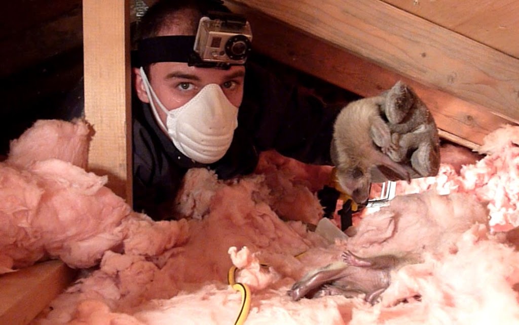 Skedaddle Humane Wildlife Control | 687 Sugar Maple Crescent Unit A, Whitby, ON L1N 7W3, Canada | Phone: (905) 213-5363