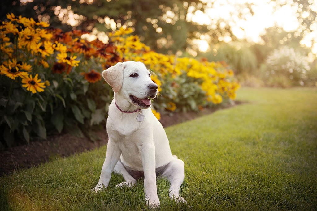 Pupcake Photography | 241 Willowridge Ct, Oakville, ON L6L 5J1, Canada | Phone: (905) 330-5393