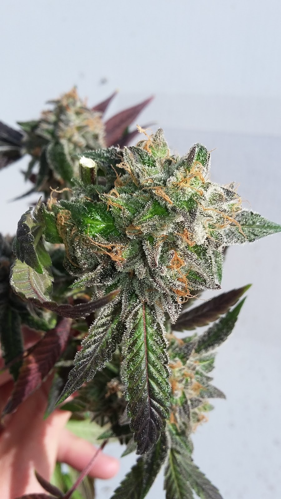 Inland Ventures Inc | 29784 Lougheed Hwy, Mission, BC V4S 1H3, Canada | Phone: (604) 826-9969