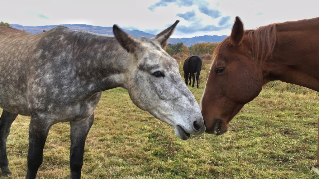McMillan Farms | 3690 Berard Rd #1, Kelowna, BC V1W 4A9, Canada | Phone: (250) 448-2336