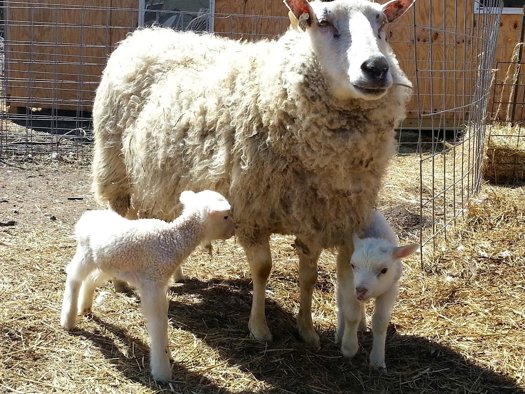 Mc-Bs Hoof and Feather Farm | 7764 Ridge Rd, Gasport, NY 14067, USA | Phone: (716) 531-5192
