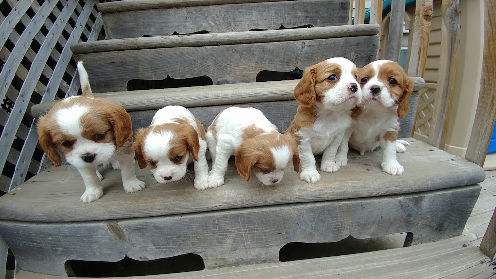 Elevage Canin Ann-Lou | 429 Rue Georges Laplante, Lavaltrie, QC J5T 2C2, Canada | Phone: (514) 951-9346