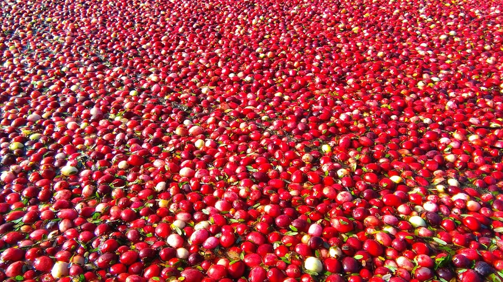 Highland Redi-Green Turf Farm | 16897 Windsor Rd, Pitt Meadows, BC V3Y 1Z1, Canada | Phone: (604) 465-9812