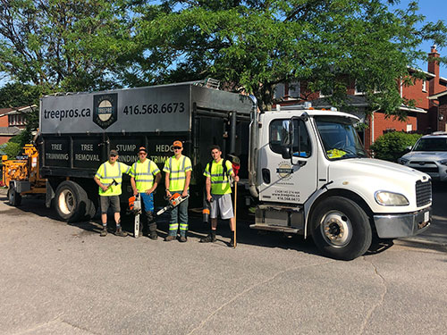 Tree Pro | Tree Removal & Stump Grinding | 169 Alderwood St, Whitchurch-Stouffville, ON L4A 5E6, Canada | Phone: (416) 568-6673
