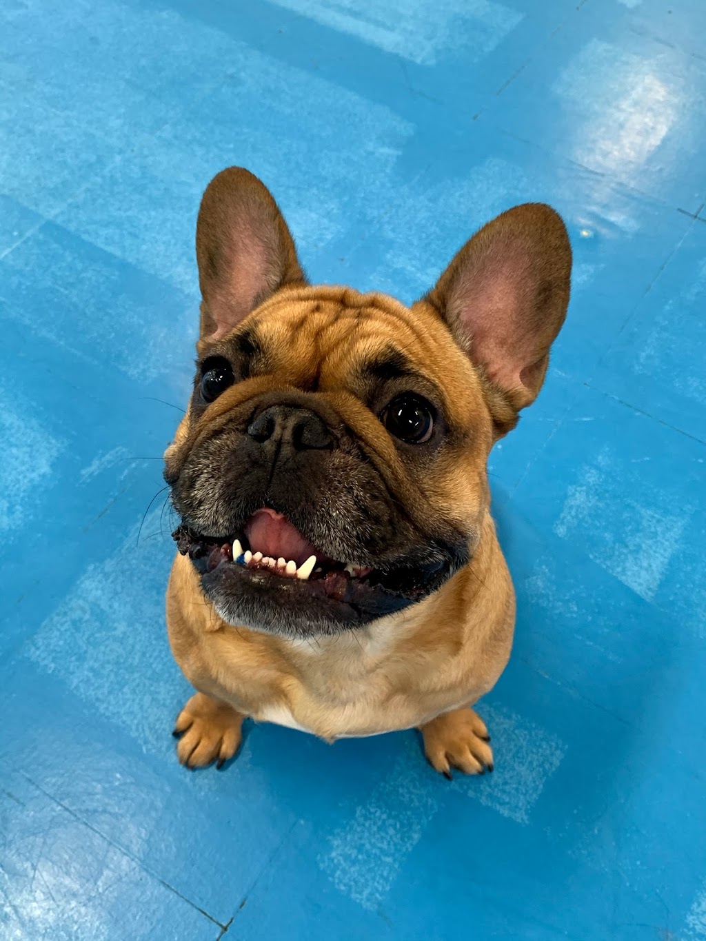 Hounds Like Fun!!! | 759 Northmount Dr NW, Calgary, AB T2L 0A1, Canada | Phone: (403) 289-2208