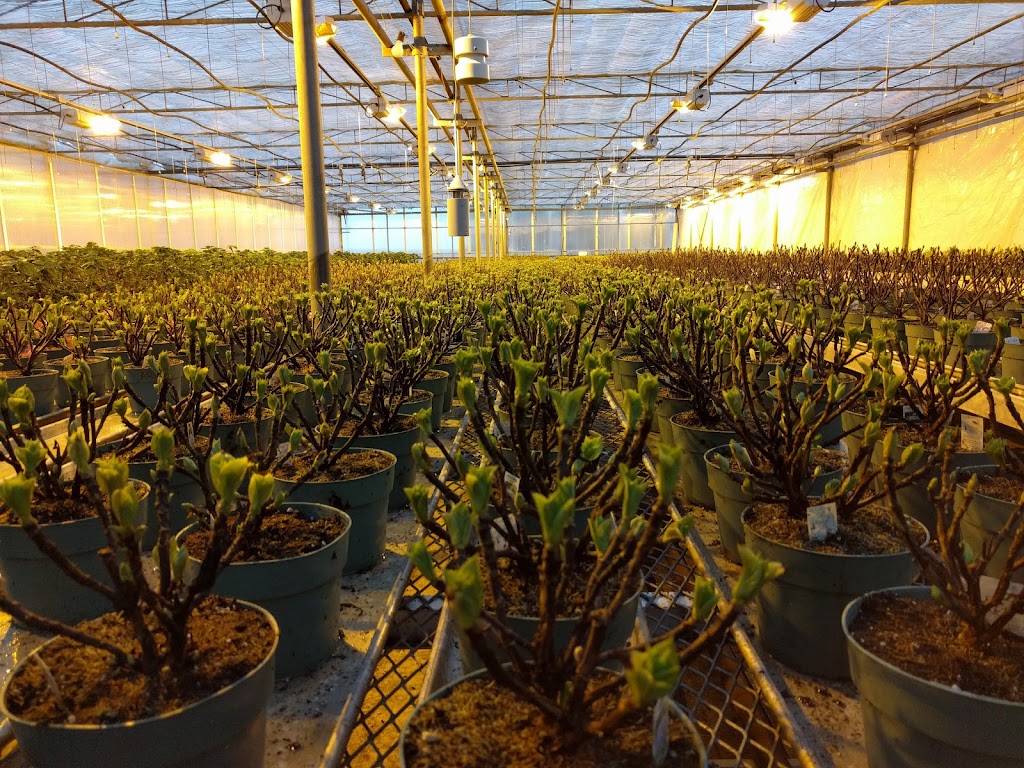 Kamps Hydrangea Inc | 4304 Twenty-Third St, Vineland Station, ON L0R 2E0, Canada | Phone: (905) 562-4568