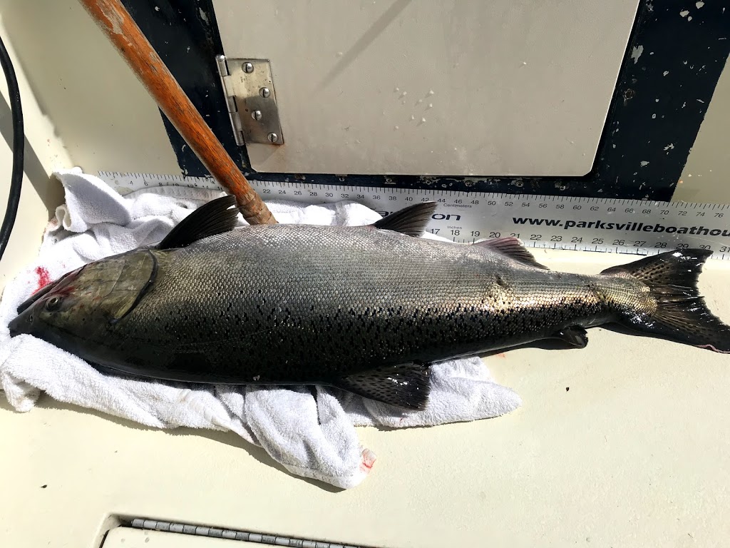 Active Angler Fishing Charters | 1010 Lee Rd, Parksville, BC V9P 2E1, Canada | Phone: (250) 240-2593