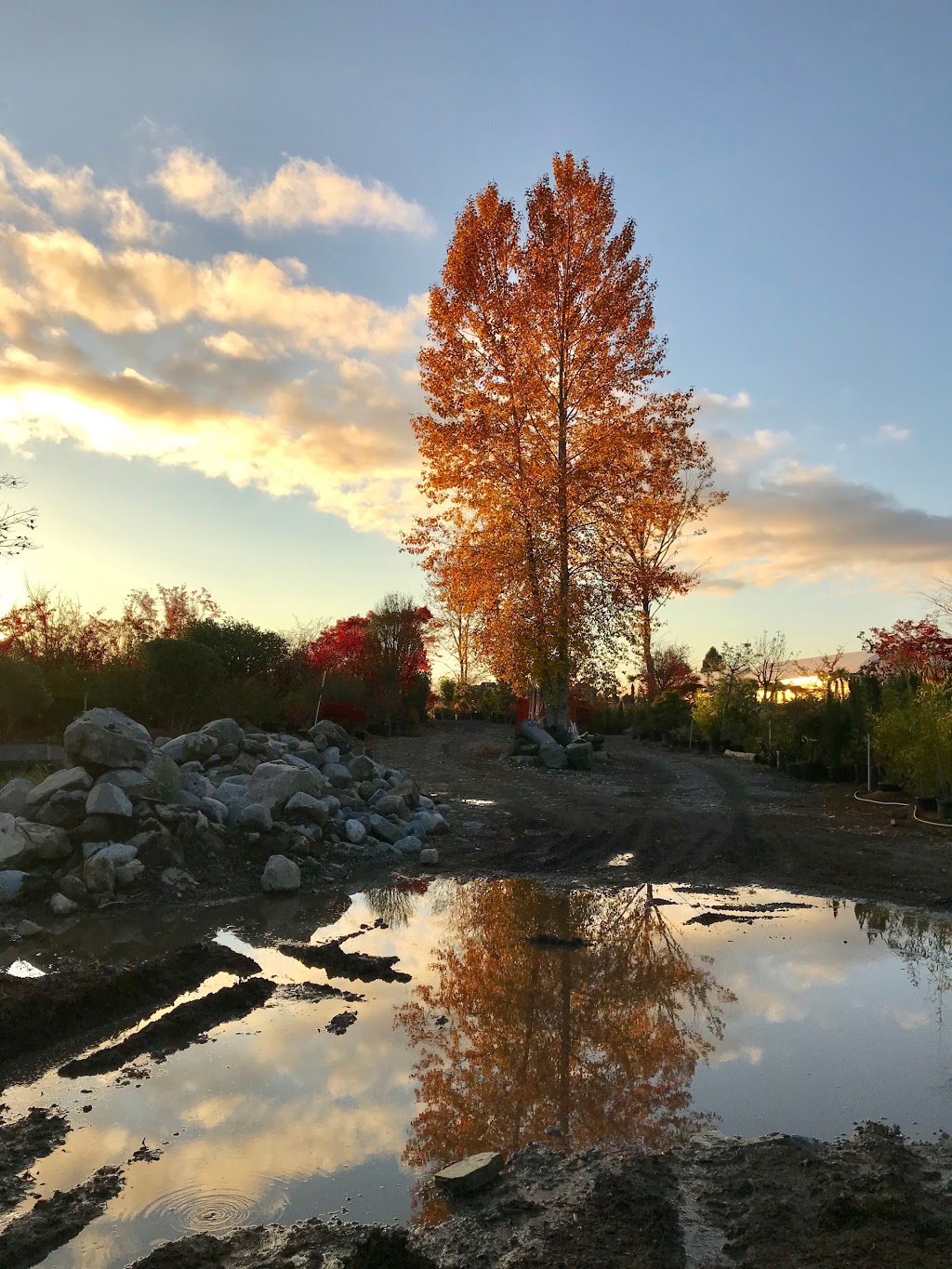 Garden In Gardens Greenhouse Ltd | 7600 No 5 Rd, Richmond, BC V6Y 2V2, Canada | Phone: (604) 233-2323