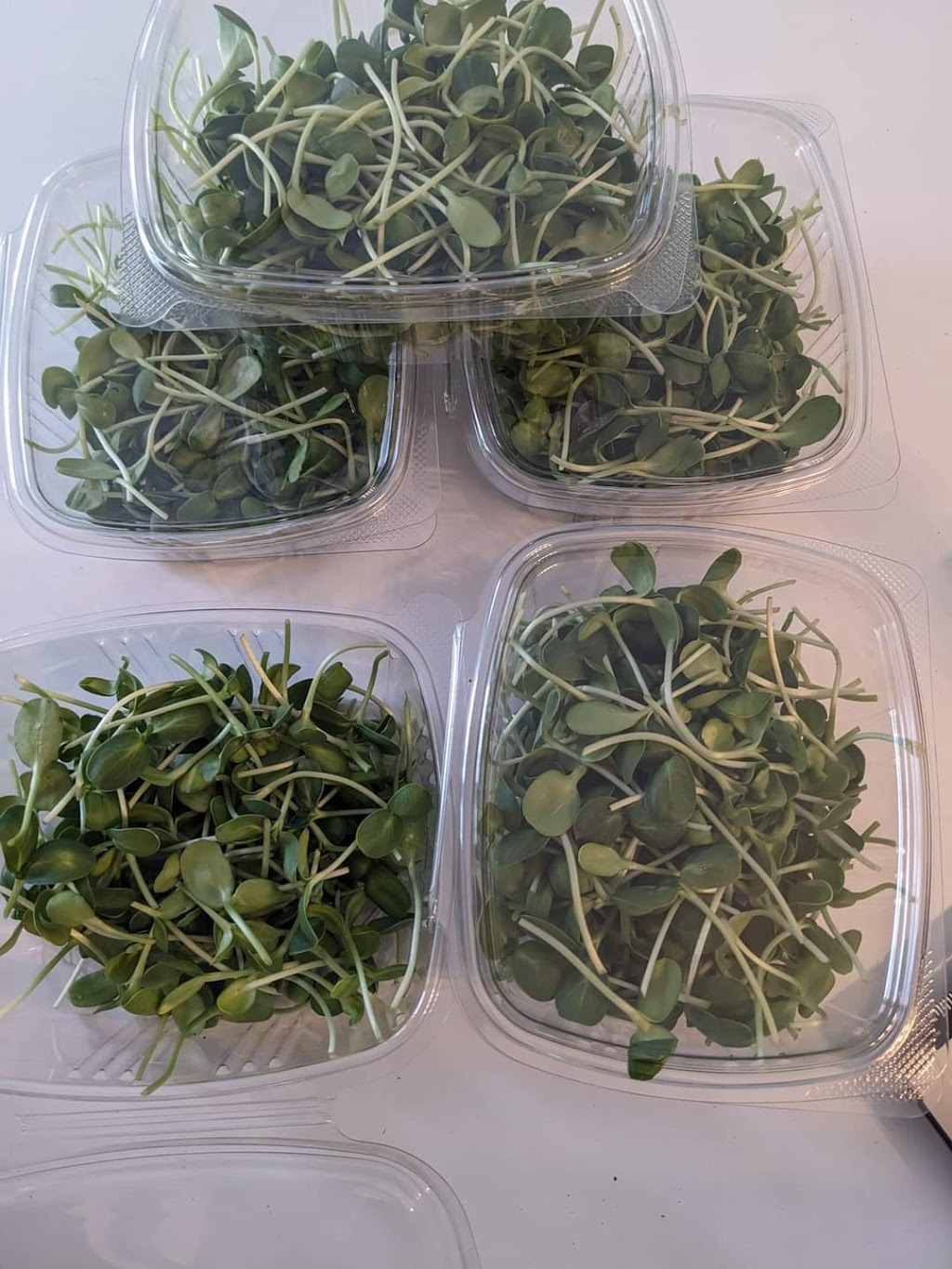 Meadowlands Microgreens | 1157 Meadowlands Dr E, Ottawa, ON K2E 6J5, Canada | Phone: (514) 346-7211