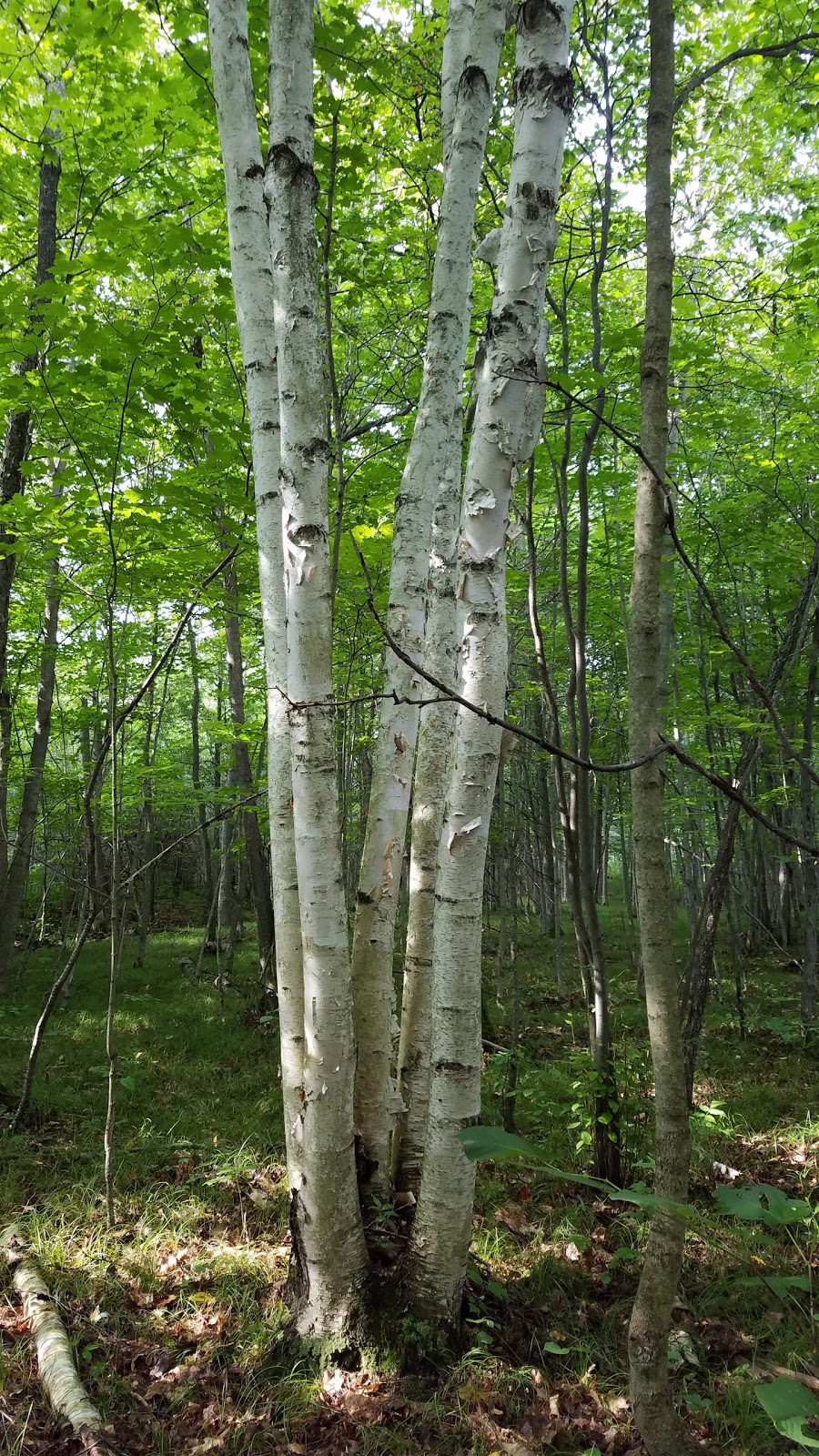 Chaumont Barrens Nature Preserve | 29924 Van Alstyne Rd, Chaumont, NY 13622, USA | Phone: (315) 387-3600