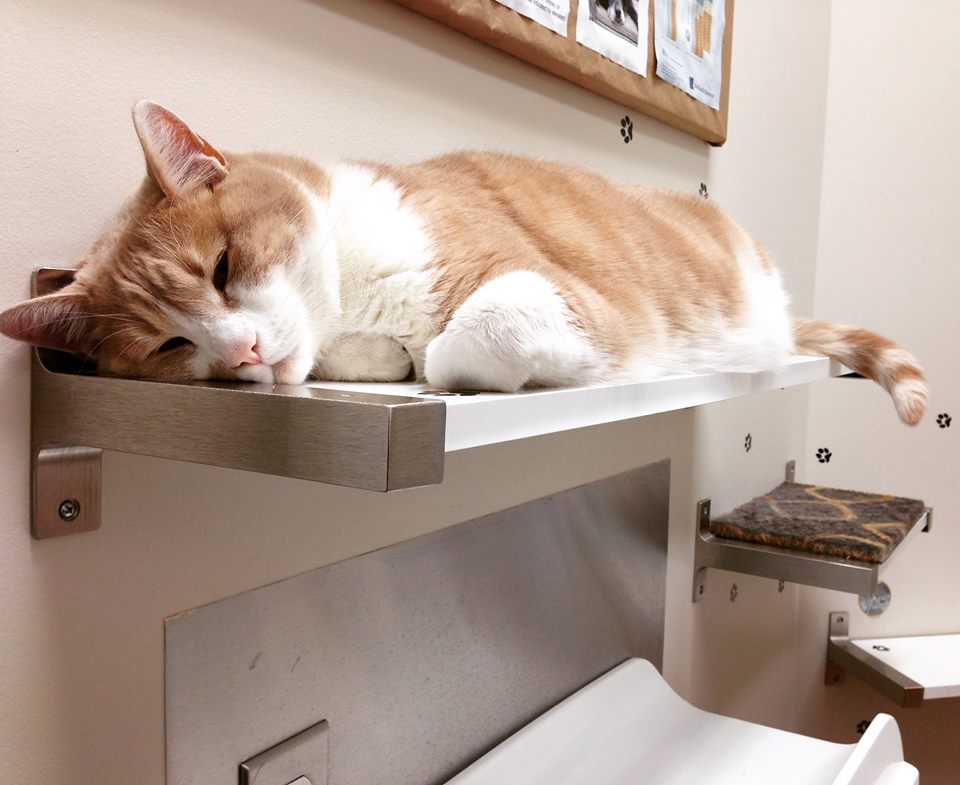 Mill Creek Animal Hospital | 8606 99 St NW, Edmonton, AB T6E 3T8, Canada | Phone: (780) 432-7297