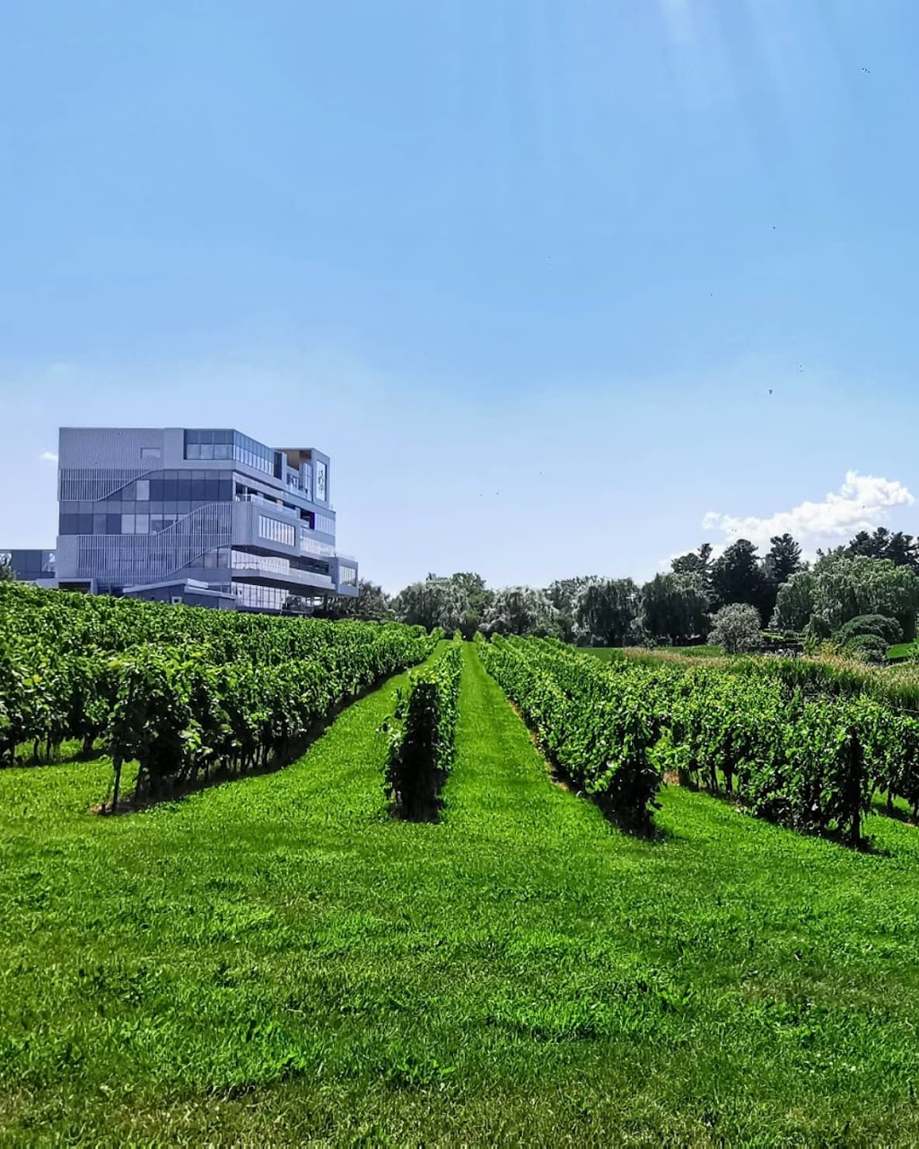 Vignoble Château Fontaine | 4900 Rue Martineau, Saint-Hyacinthe, QC J2S 7B8, Canada | Phone: (450) 799-4454