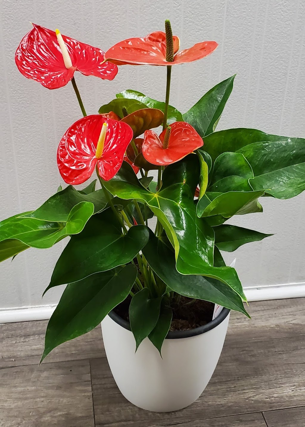 Flowers by CC | 139 Main St Unionville #103, Markham, ON L3R 2G6, Canada | Phone: (905) 604-1749