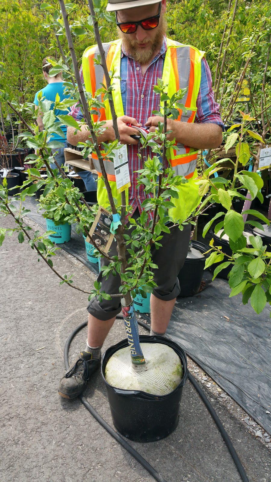 Baltimore Valley Nursery/Garden Centre | 5599 45, Baltimore, ON K0K 1C0, Canada | Phone: (905) 372-2662