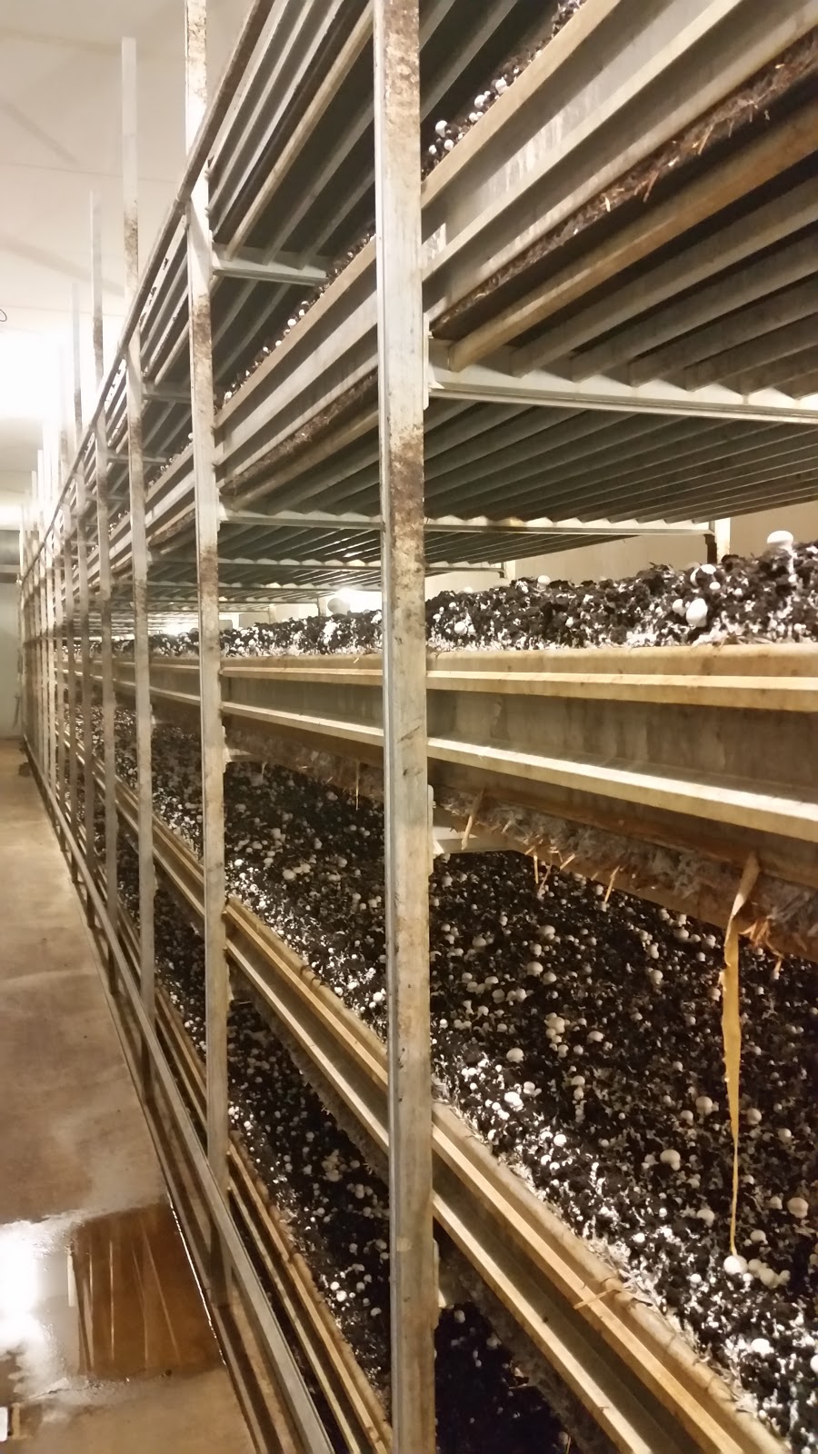 Highline Mushrooms | 2646 Division Rd, Kingsville, ON N9Y 2E5, Canada | Phone: (519) 733-5215