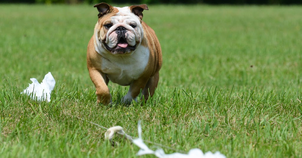 Mr Spot Dog Camp | 23 Country Club Dr, Kingston, ON K7M 9A4, Canada | Phone: (613) 530-7768