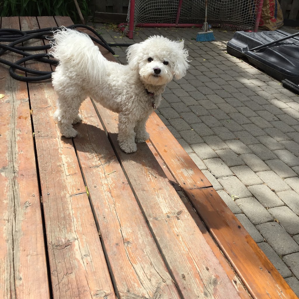 Healthy Houndz Dog Services | 258 Haddington Ave, North York, ON M5M 2P9, Canada | Phone: (416) 450-4235