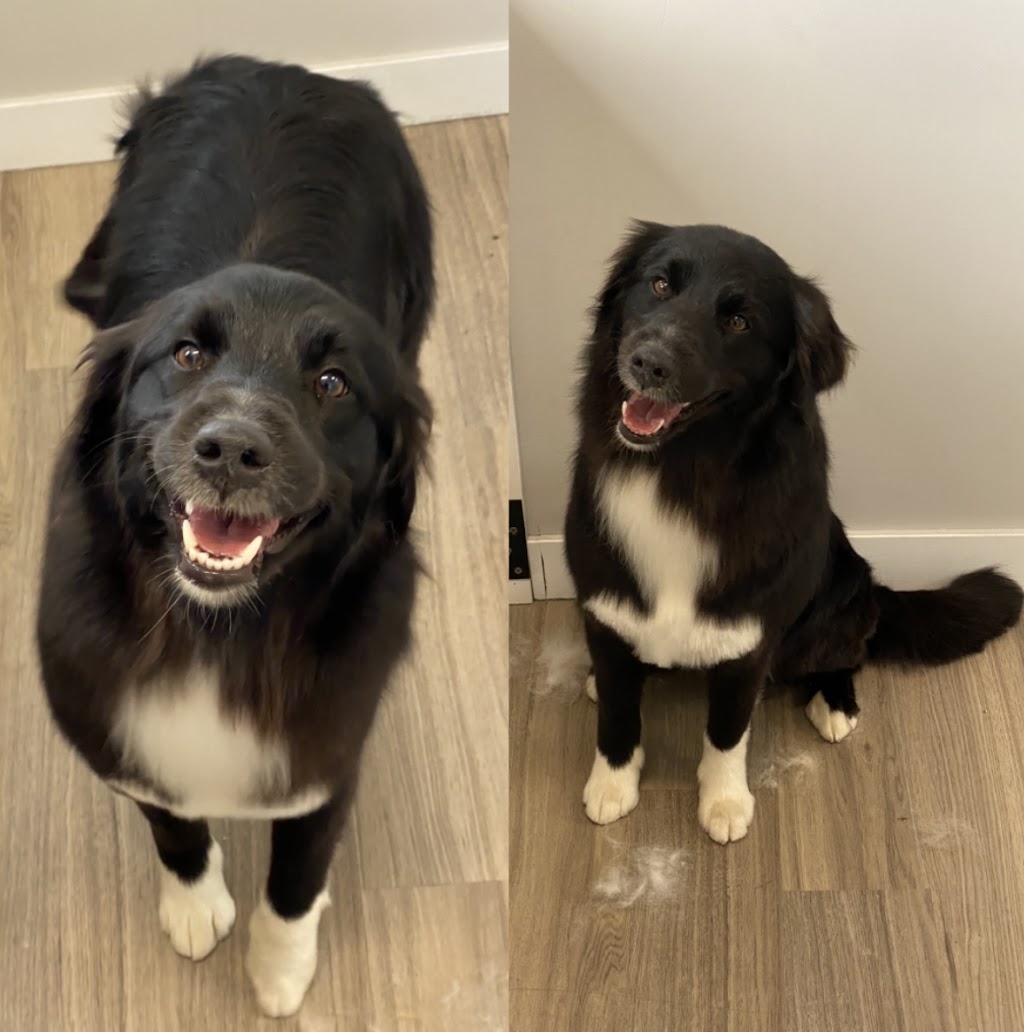 Dog Gone Gorgeous Dog Grooming | 4911 50 St, Holden, AB T0B 2C0, Canada | Phone: (780) 690-9769
