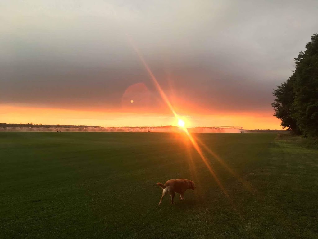 Brayford Sod Farm | 5761 County Rd 15, Alliston, ON L9R 1V9, Canada | Phone: (705) 435-7707