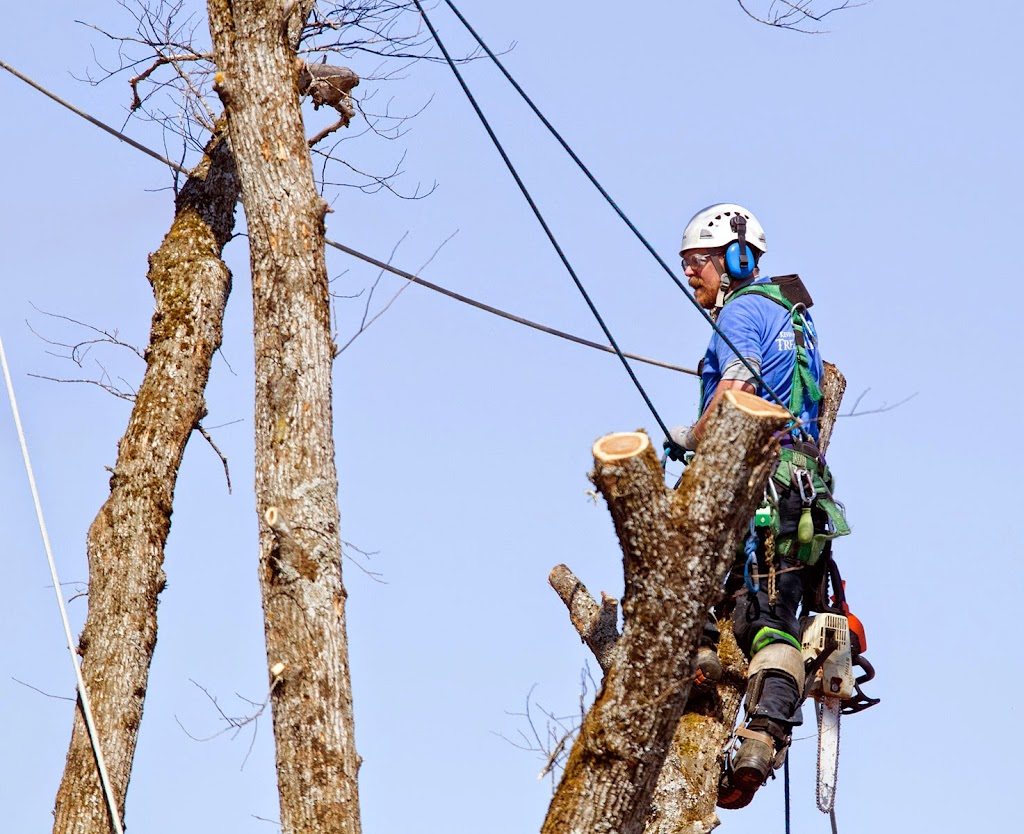 Woodpecker Tree Care NS | 25 Academy St, Amherst, NS B4H 3H9, Canada | Phone: (902) 667-1021