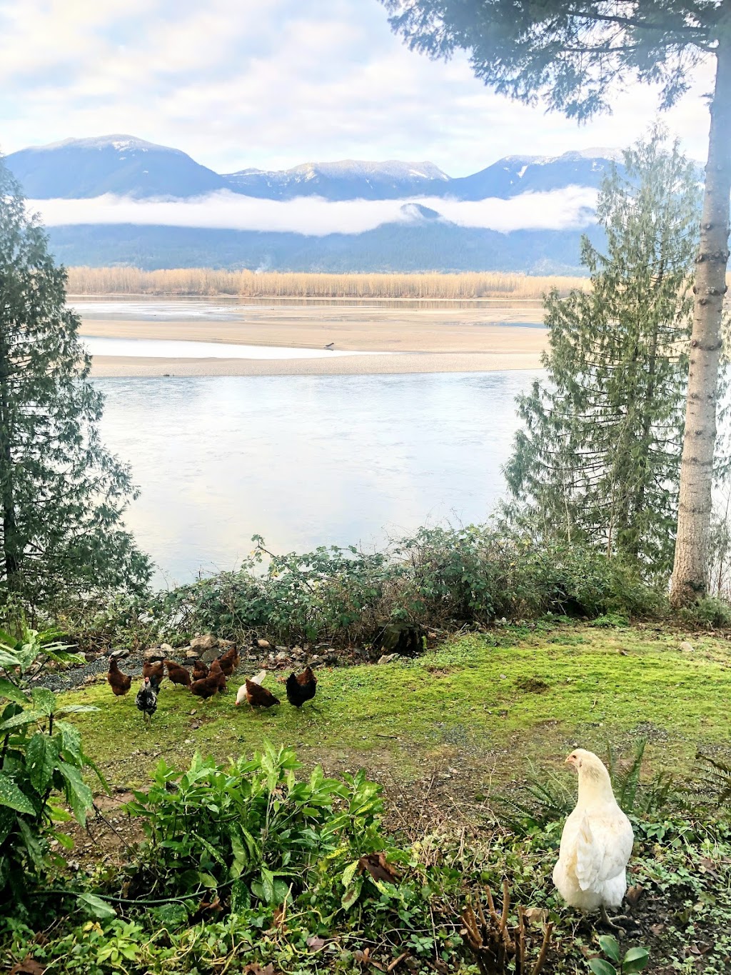Riverview Farm | 42831 Old Orchard Rd, Chilliwack, BC V2R 4A6, Canada | Phone: (778) 386-9822