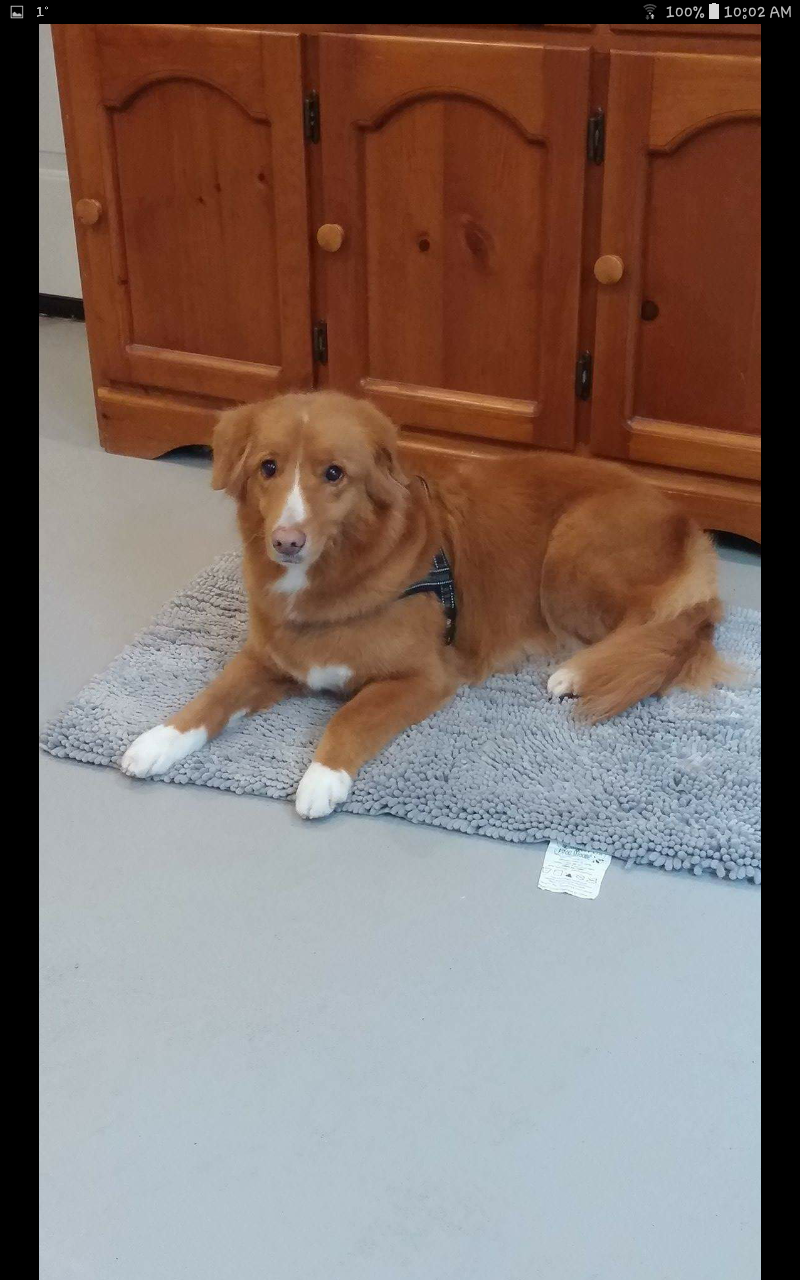 ACTIVE PET GROOMING | 255 Dundas St, Woodstock, ON N4S 1A9, Canada | Phone: (519) 421-1336