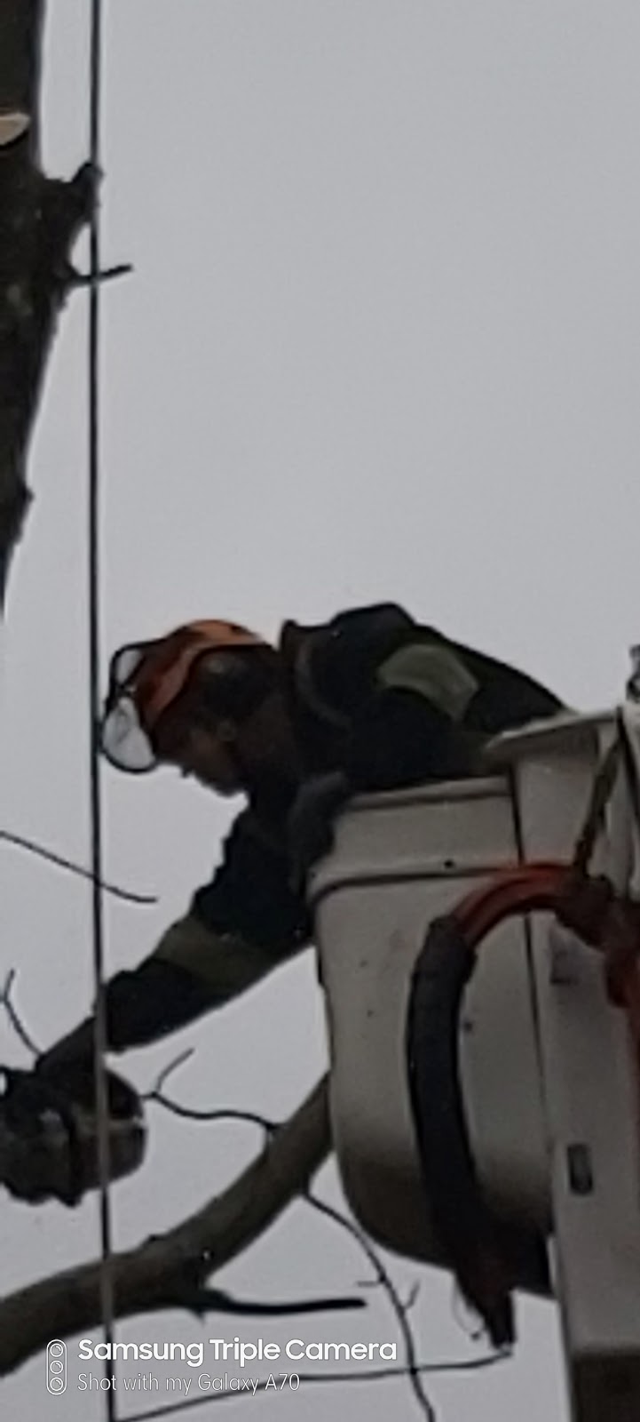 Tree Services | Parkhill Blvd, Hope, BC V0X 1L5, Canada | Phone: (604) 206-1755